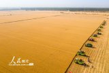 河南西平：百万亩小麦进入收割期