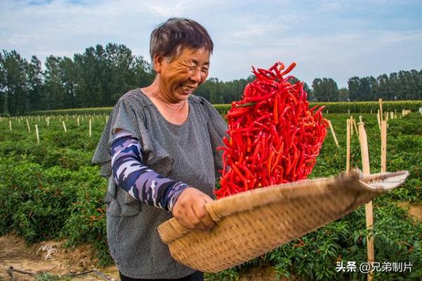 西平县杨庄乡的农民正在收获成熟的辣椒