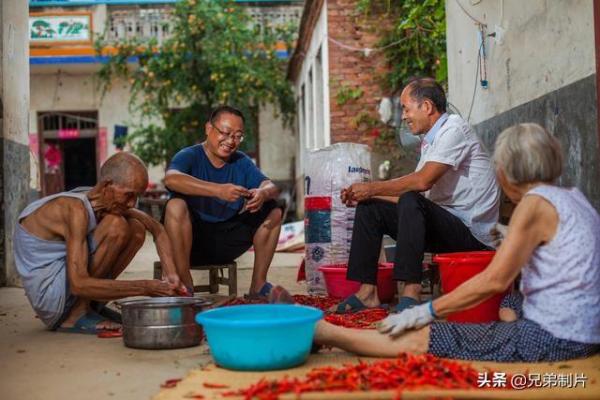 西平县杨庄乡的农民正在收获成熟的辣椒
